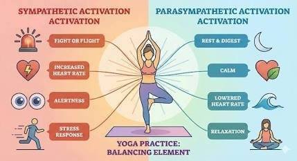 Infographic of yoga as a balancing element between sympathetic and parasympathetic nervous system activation, with a woman in tree pose